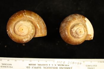 Media type: image; Malacology 258087